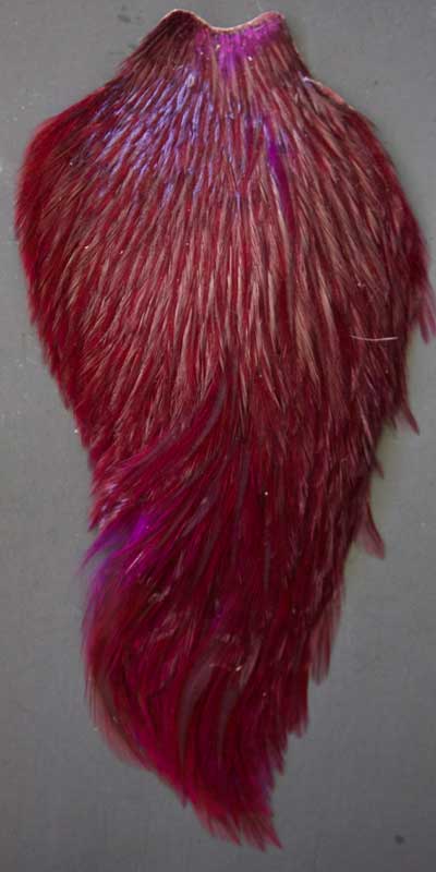 Indian Cock Neck